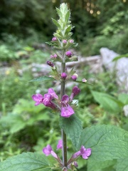 Stachys chamissonis