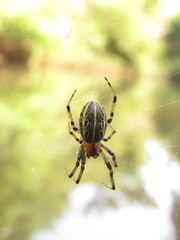 Alpaida veniliae