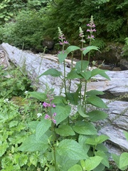 Stachys chamissonis