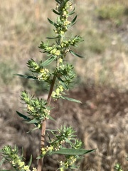 Blitum nuttallianum