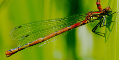 Pyrrhosoma nymphula