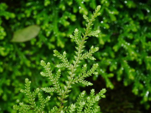 Selaginella labordei, photograph 3