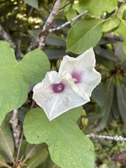 Ipomoea pandurata