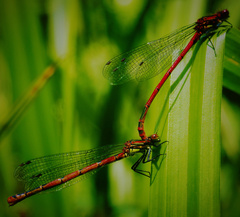 Pyrrhosoma nymphula