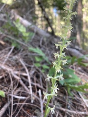 Platanthera transversa