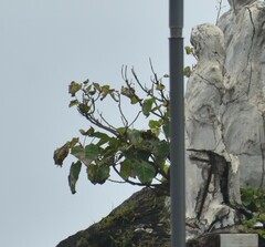 Ficus