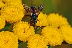 Eriothrix rufomaculata