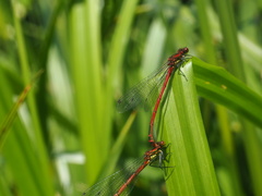 Pyrrhosoma nymphula