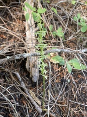 Platanthera transversa