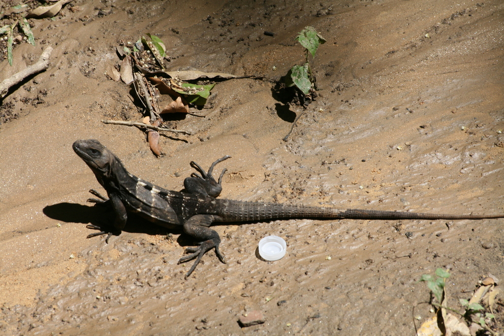 Roatán Spiny-tailed Iguana