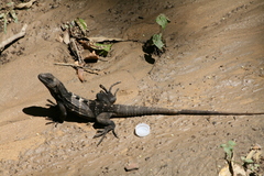 Ctenosaura oedirhina