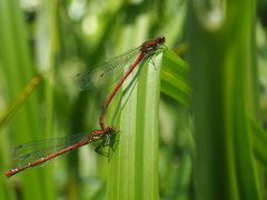 Pyrrhosoma nymphula