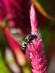 Bicyrtes quadrifasciatus