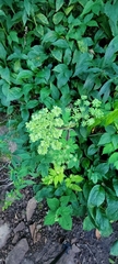 Angelica triquinata