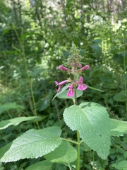 Stachys chamissonis