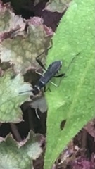 Alydus