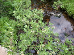 Salix sitchensis