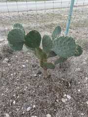Opuntia lindheimeri