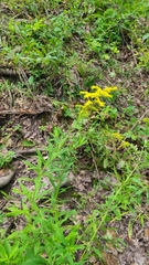 Solidago canadensis