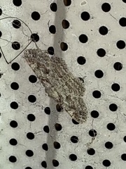 Iridopsis defectaria