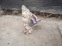 Catocala fraxini