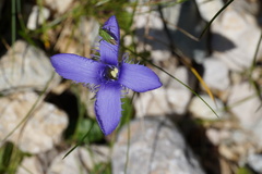 Gentianopsis ciliata