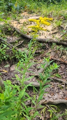 Solidago canadensis