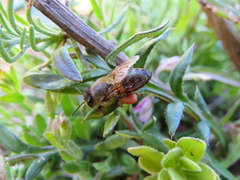 Apis mellifera capensis