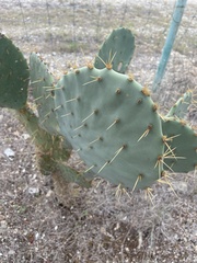 Opuntia lindheimeri