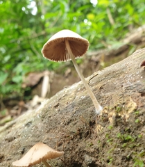 Conocybe