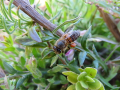 Apis mellifera capensis
