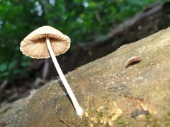 Conocybe