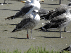 Larus fuscus