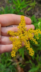 Solidago canadensis
