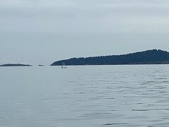 Orcinus orca