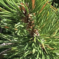 Pinus uncinata