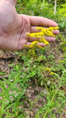 Solidago canadensis