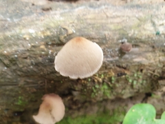 Conocybe