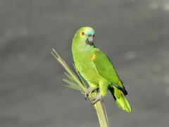 Amazona aestiva