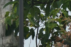 Ficus