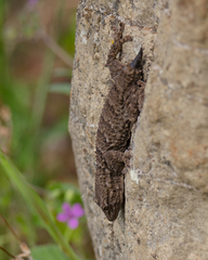Tarentola mauritanica mauritanica