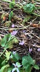 Cyclamen hederifolium