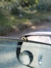 Augochloropsis metallica