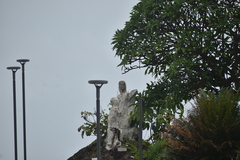 Ficus