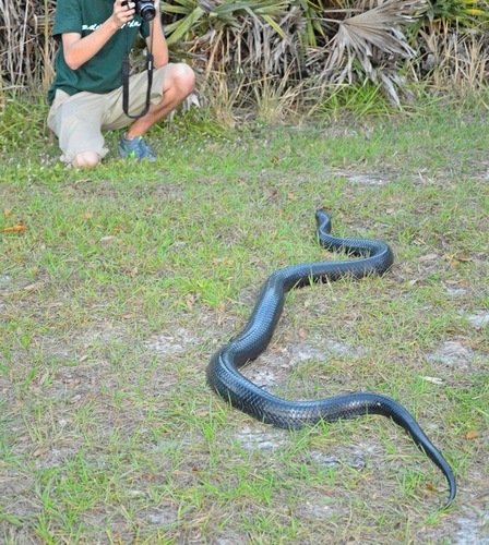Eastern Indigo Snake