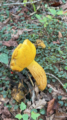 Retiboletus ornatipes