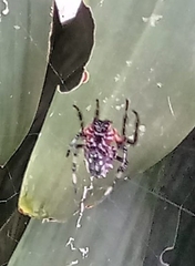 Verrucosa