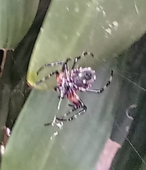 Verrucosa