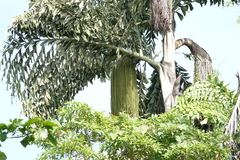 Caryota rumphiana