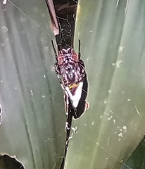 Verrucosa